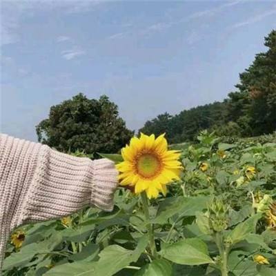 中华英雄果盘版下载