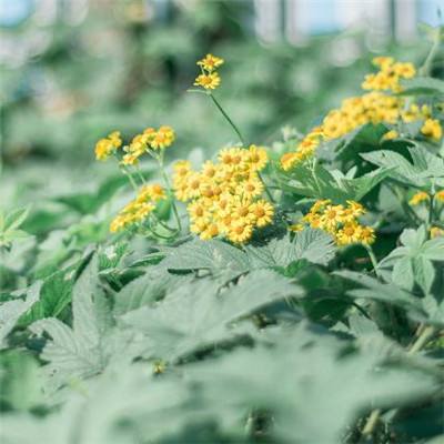 粉末游戏2破解版下载